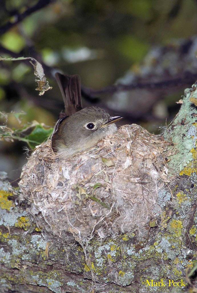 Least Flycatcher Empidonax minimus by Mark Peck Bird Photography is licensed under CC BY-NC-SA 2.0.